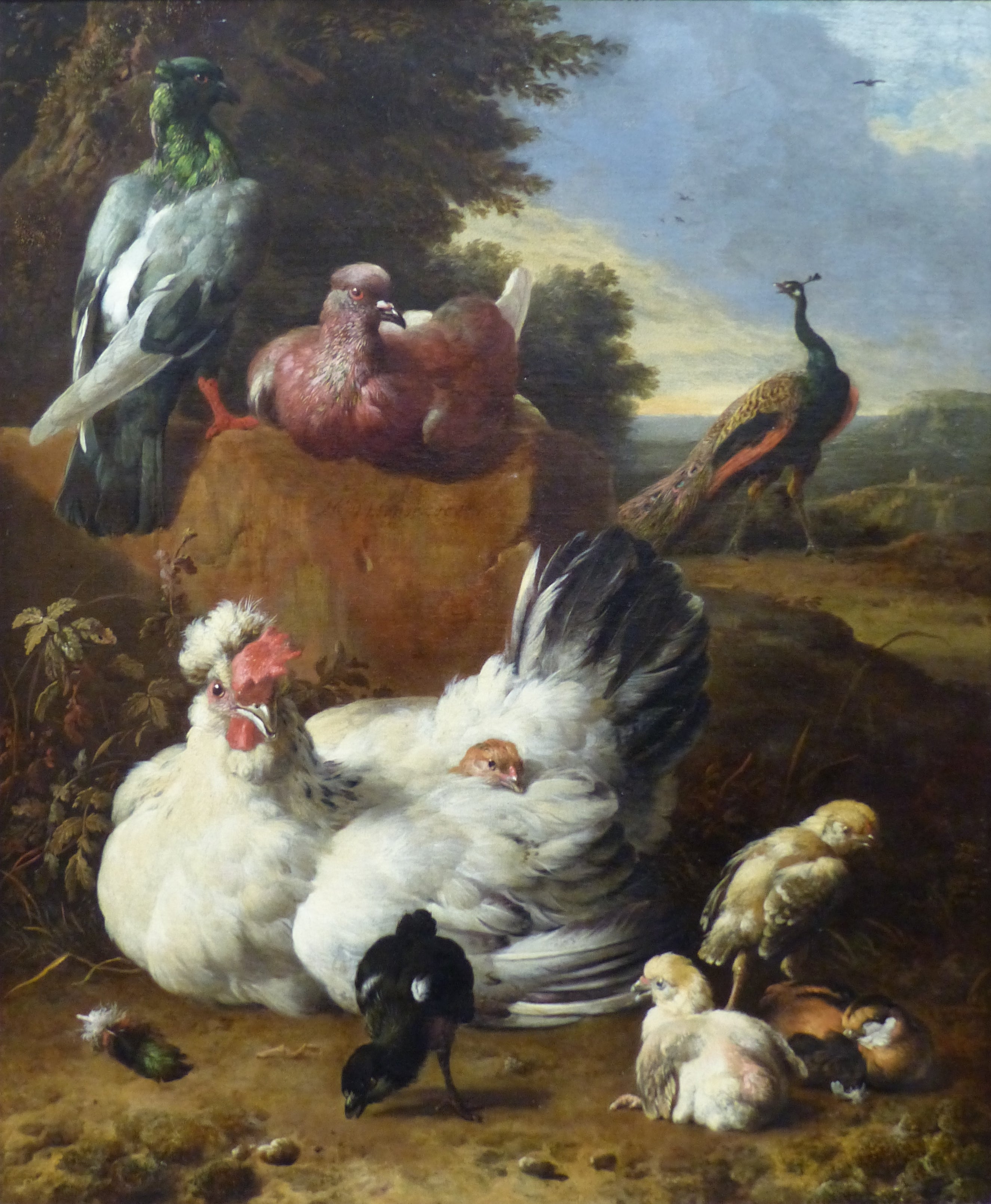 La poule blanche - Melchior de Hondecoeter