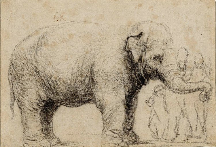 Hansken, éléphante asiatique dessinée par Rembrandt