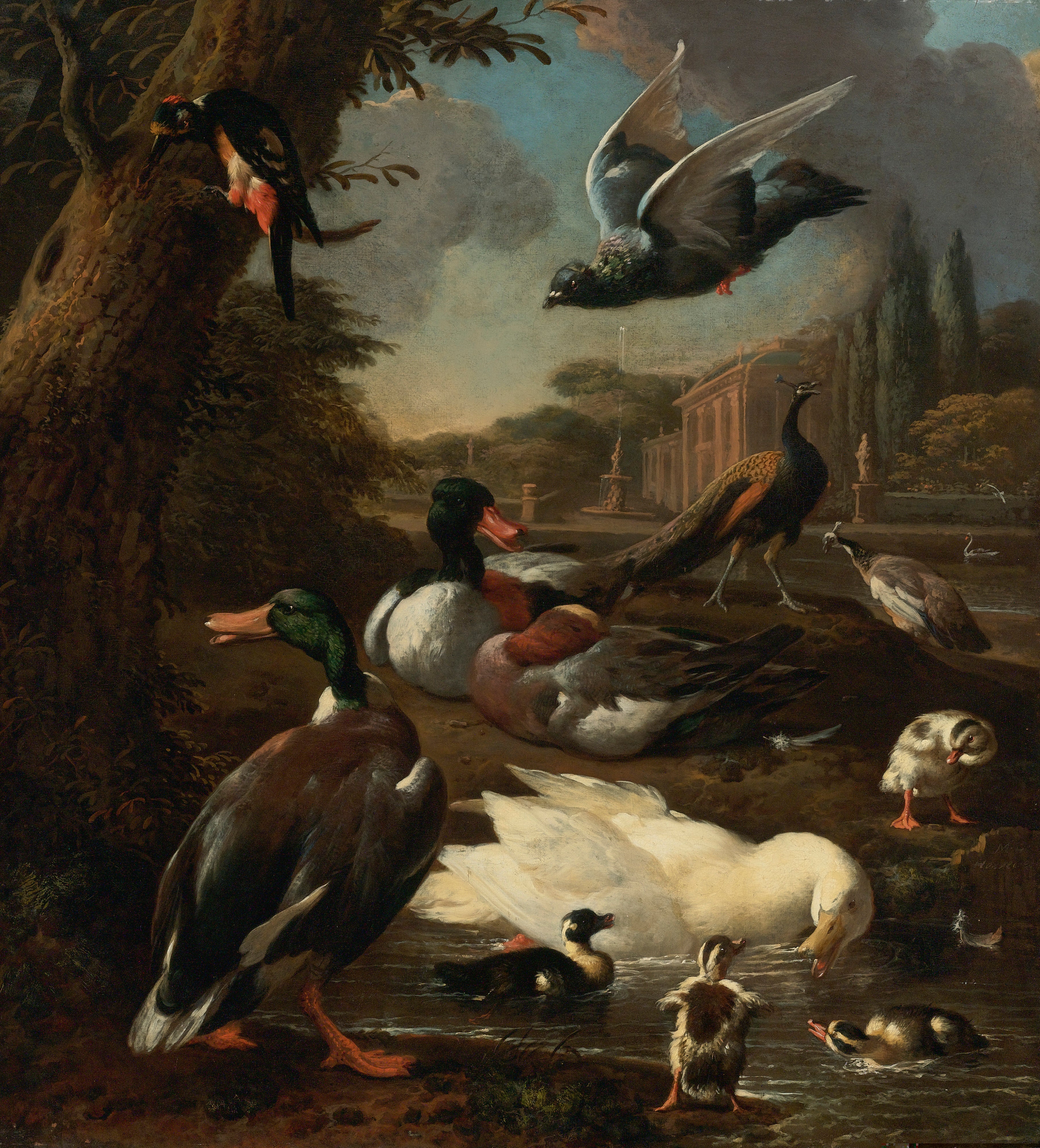 Un paon, un pigeon, des canards et d'autres oiseaux dans un jardin - Melchior de Hondecoeter