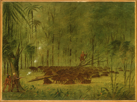 Un combat avec des pécaris - Caraïbes - George Catlin