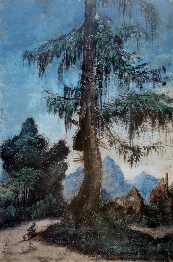 Paysage avec épicéa - Albrecht Altdorfer