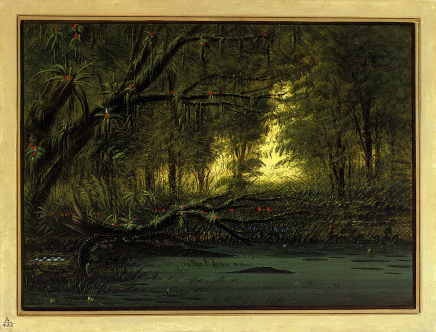 Un nid d'alligator - George Catlin