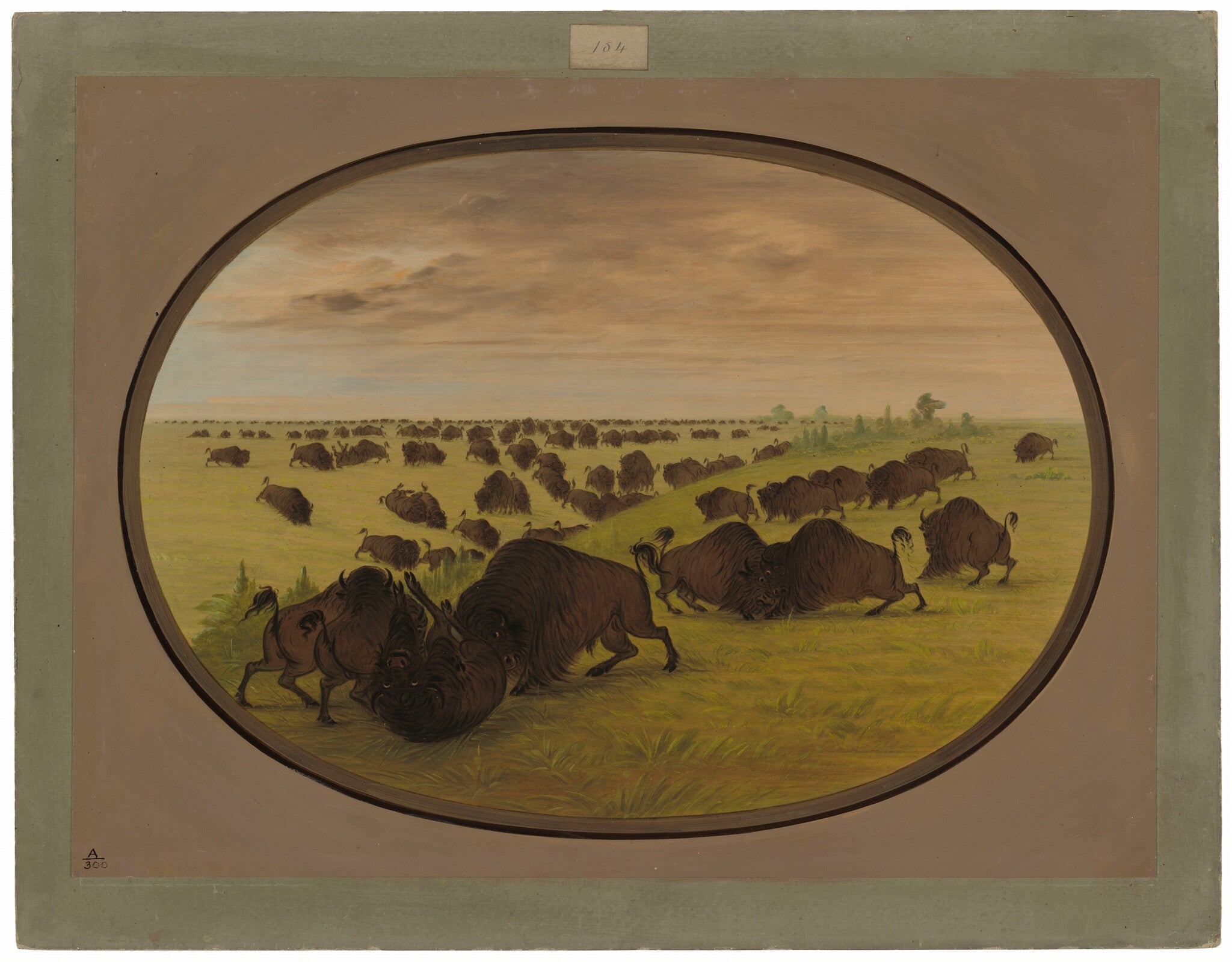 Taureaux - George Catlin