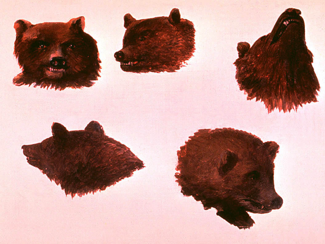Portraits de deux grizzlis, d'après nature - George Catlin