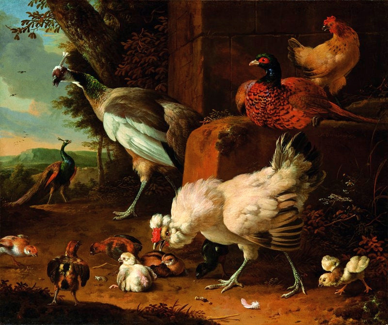 Les volailles domestiques avec un faisan et des paons. - Melchior de Hondecoeter