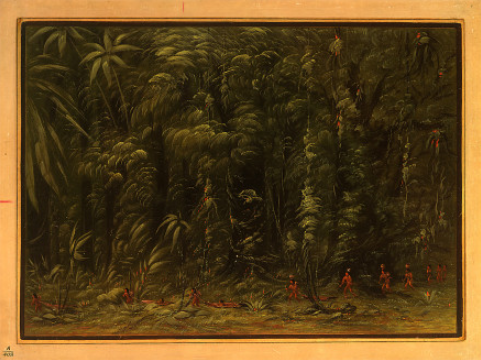 Intérieur d'une forêt amazonienne - Zurumati - George Catlin
