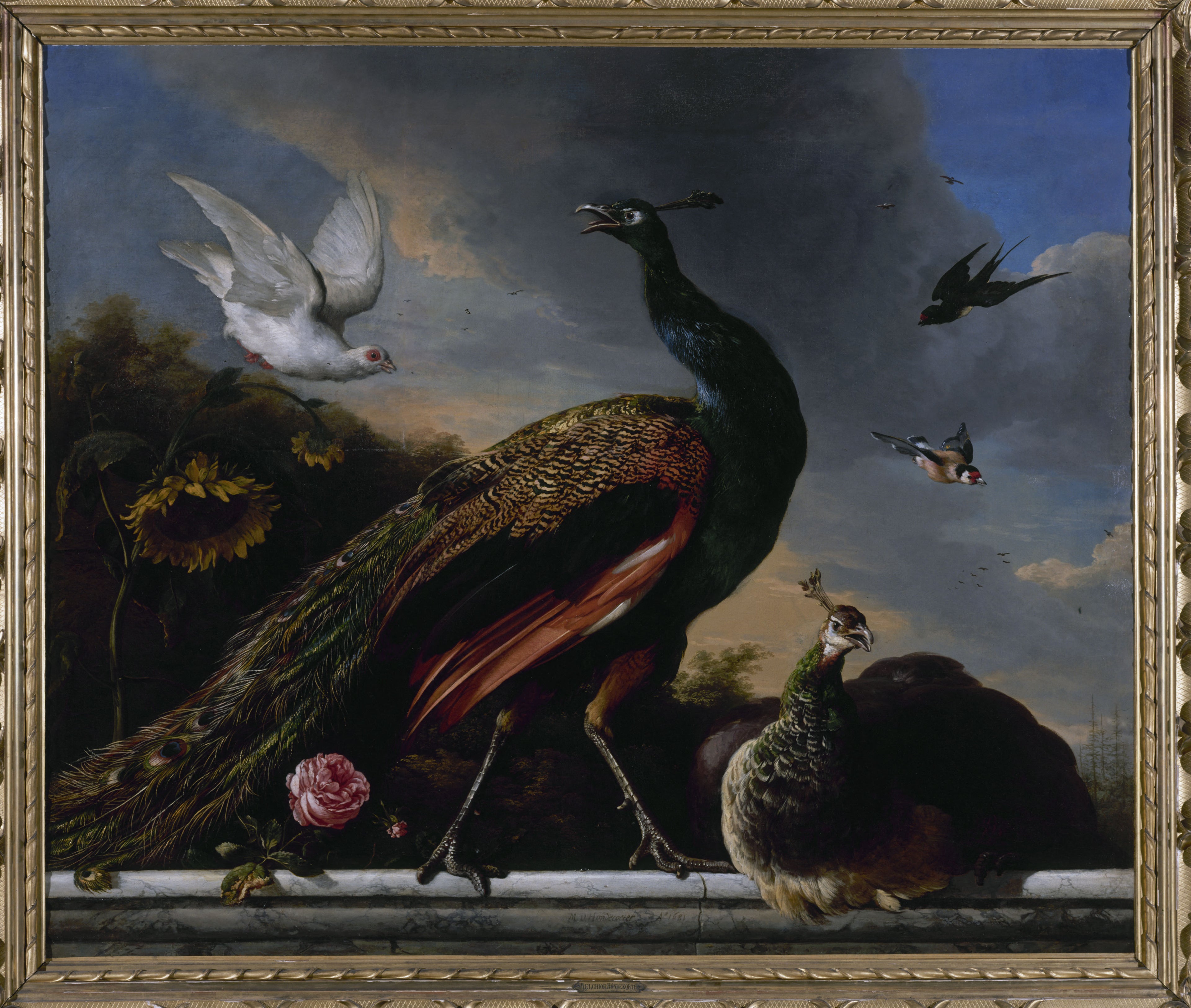 Paons, mâle et femelle - Melchior de Hondecoeter