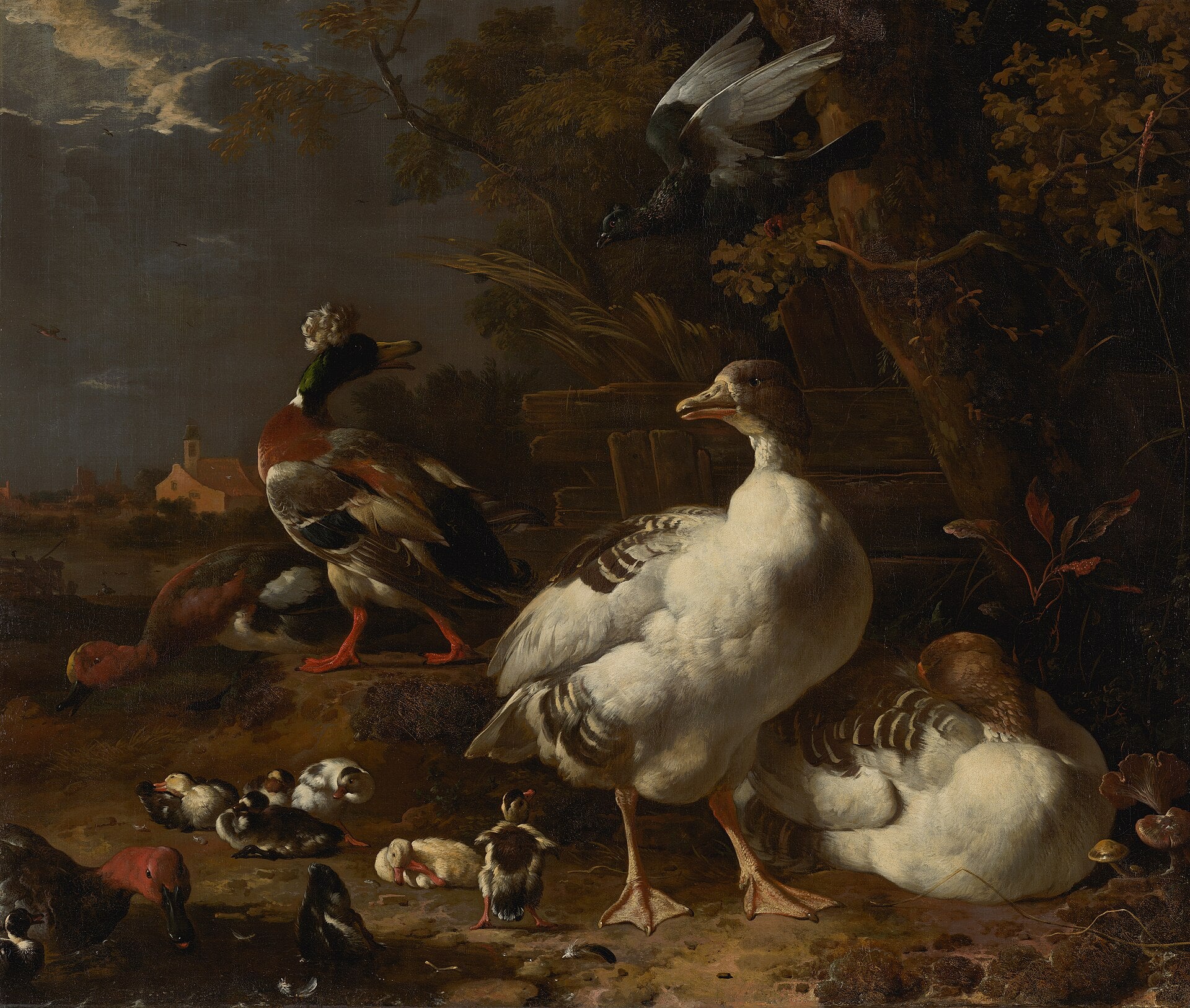 Oies et canards - Melchior de Hondecoeter