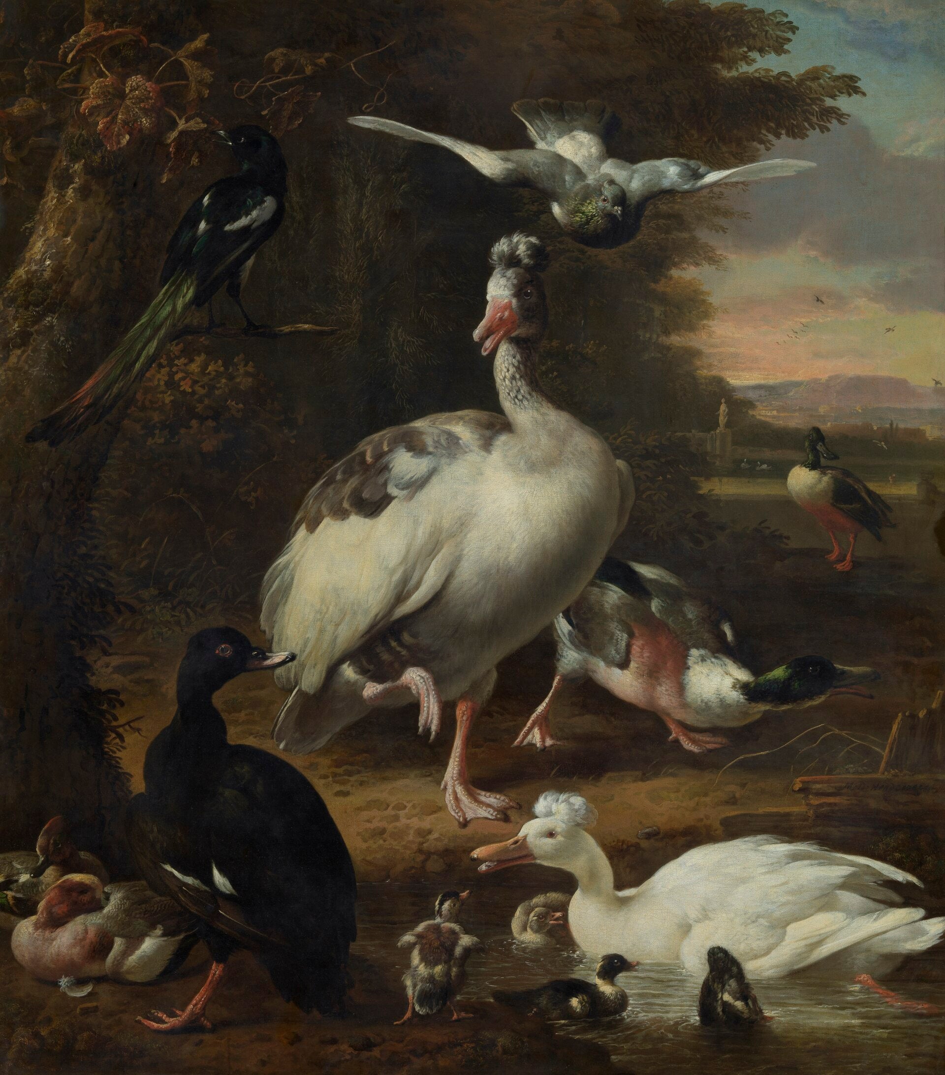 Oiseaux - Melchior de Hondecoeter