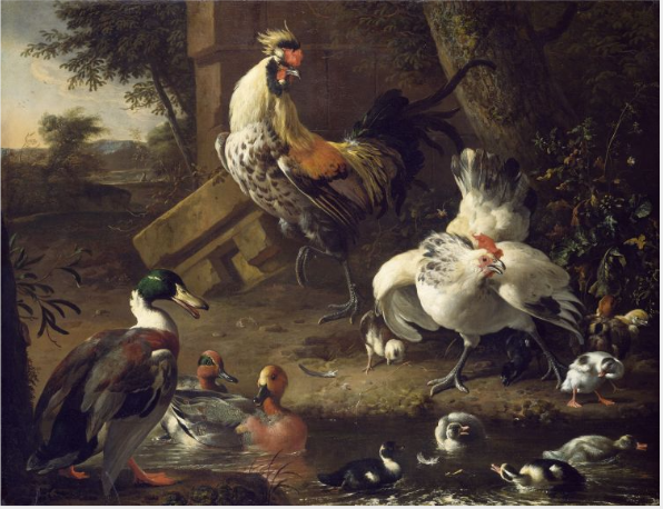 Volaille - Melchior de Hondecoeter