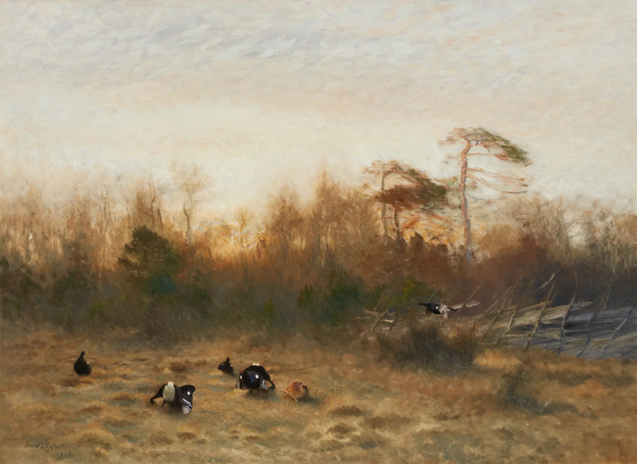 arène de tétras lyre - Bruno Liljefors