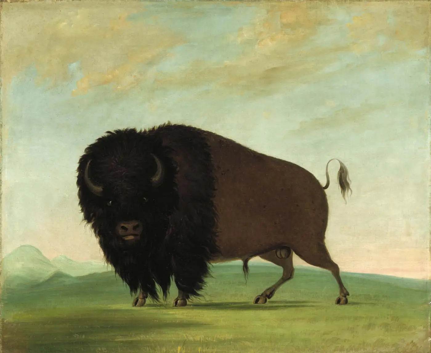 Buffle mâle broutant dans la prairie - George Catlin image 1 tableau peint à l’huile sur toile