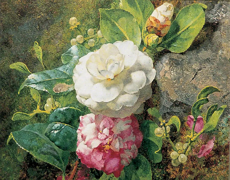 Camélias - Henri Fantin-Latour
ดอกคาเมเลีย - อองรี ฟองแต็ง-ลากูร์