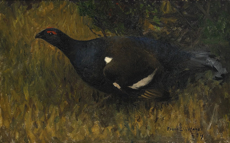 Coq de tétras lyre - Bruno Liljefors