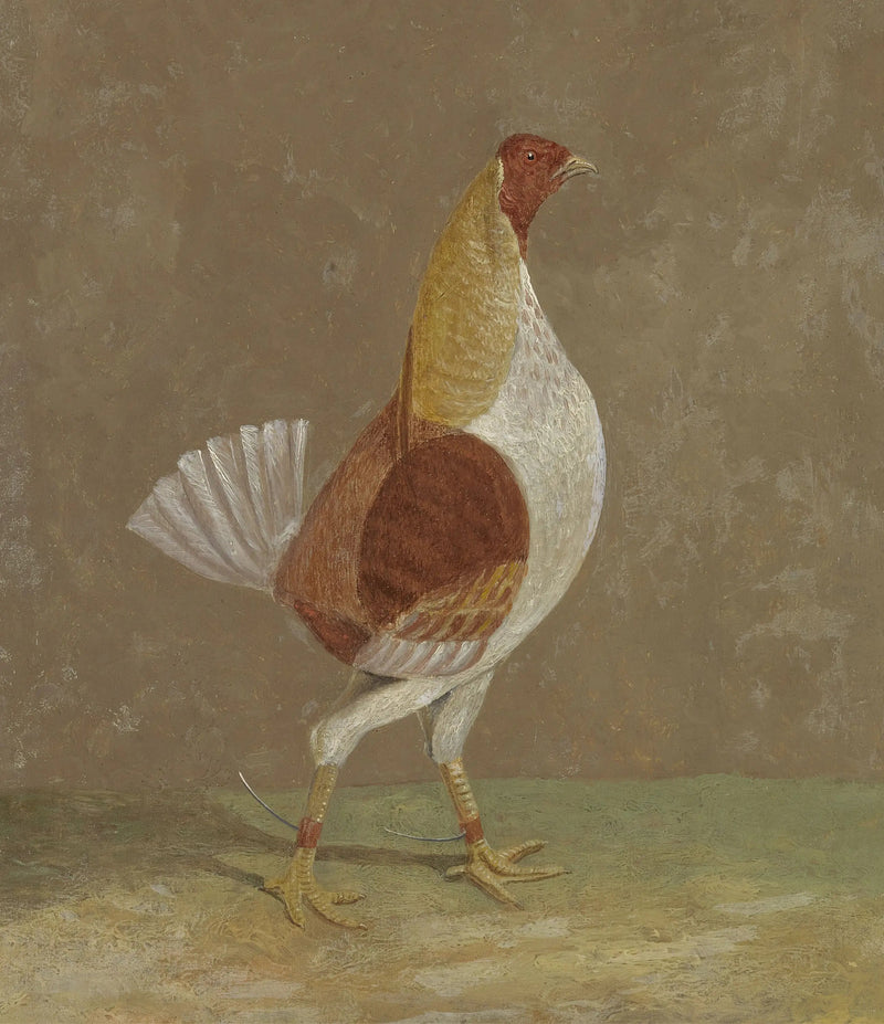 ไก่ชน: ไก่ชนที่อกสีอ่อน หันไปทางขวา - จอห์น เฟรเดอริก เฮอร์ริง, ซี.