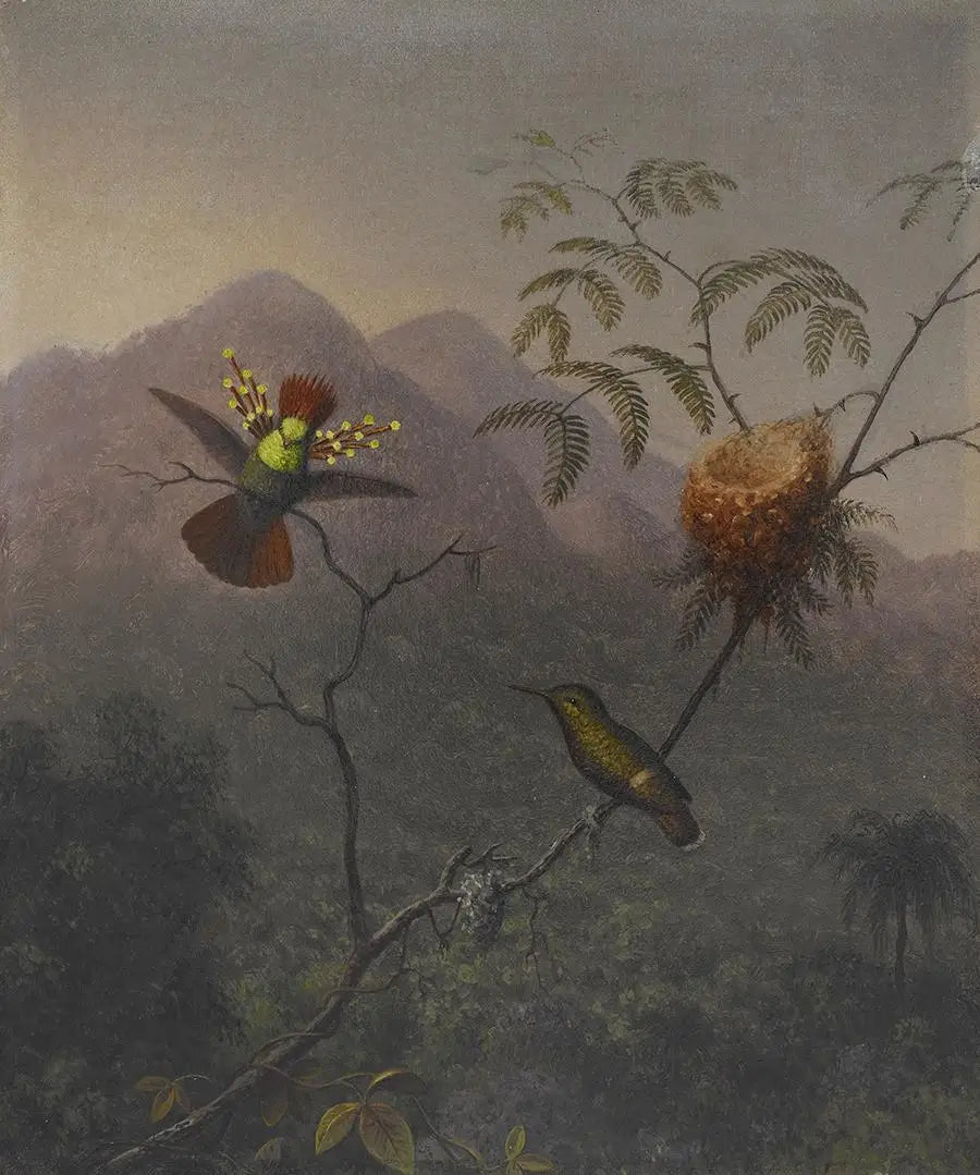 Coquette touffue - Martin Johnson Heade image 1 copie peinte à la main à l’huile