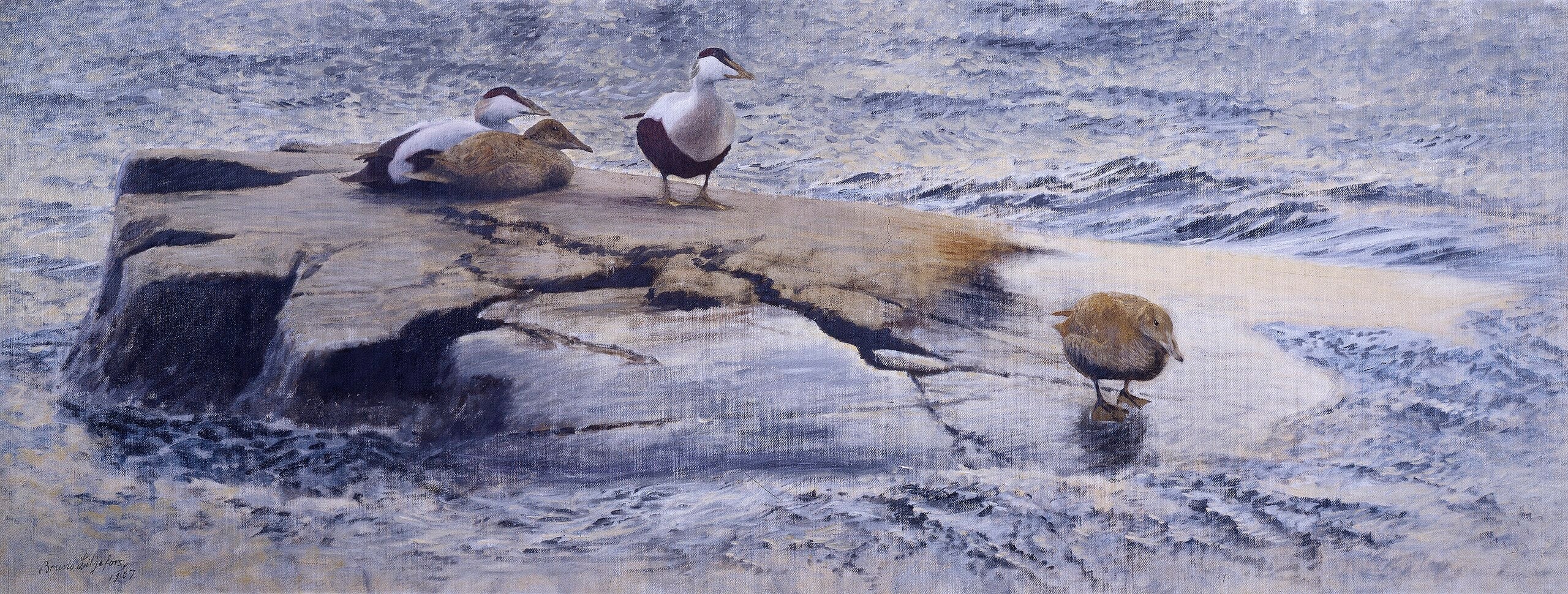 Eiders sur le Skerry - Bruno Liljefors image 1 copie peinte à la main à l’huile