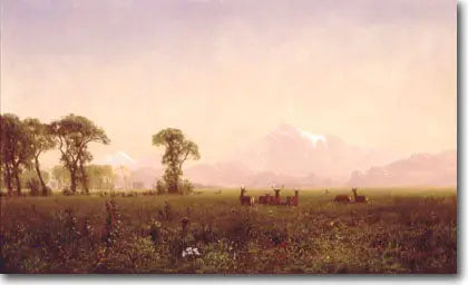 อีลันส์เล็มกินหญ้าในพื้นที่วินด์ริเวอร์ - อัลเบิร์ต เบียร์สตัด