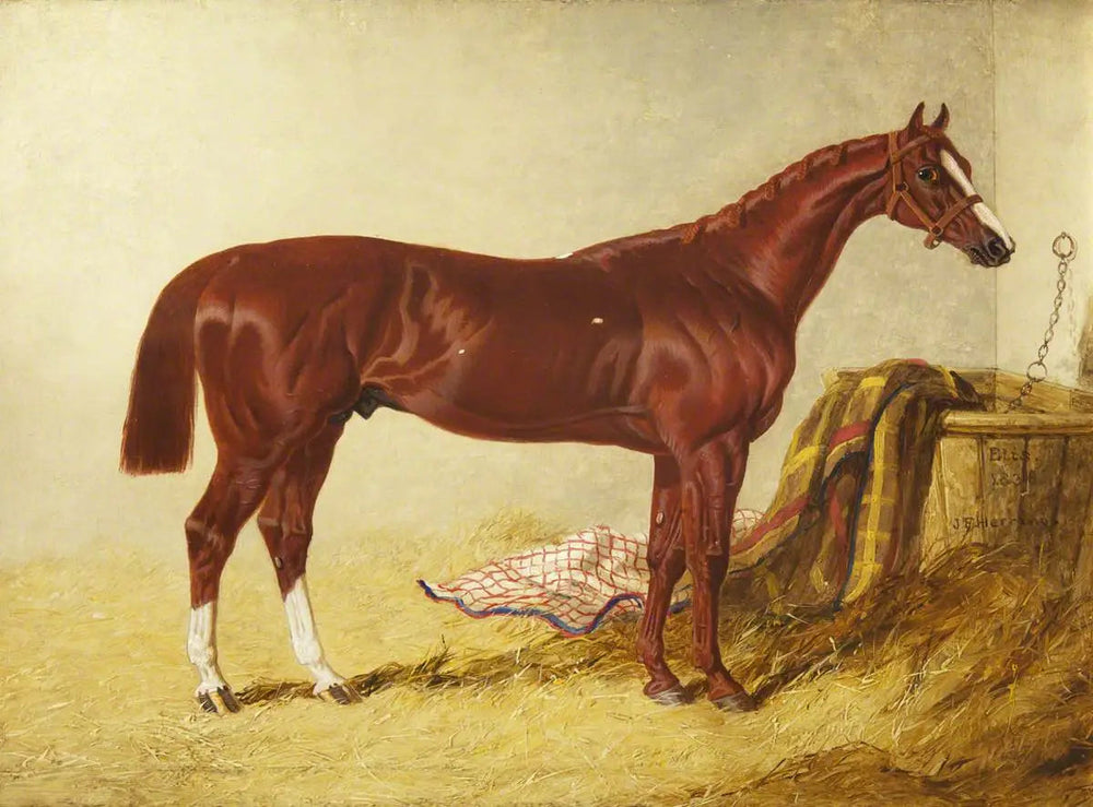 Elis, vainqueur du St Leger Stakes, 1836, dans un box détaché - John Frederick Herring, Sr. image 1 reproduction réalisée par Alpha Reproduction