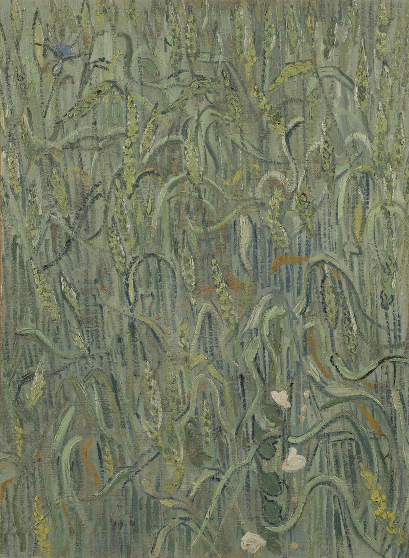 รวงข้าว - Vincent van Gogh