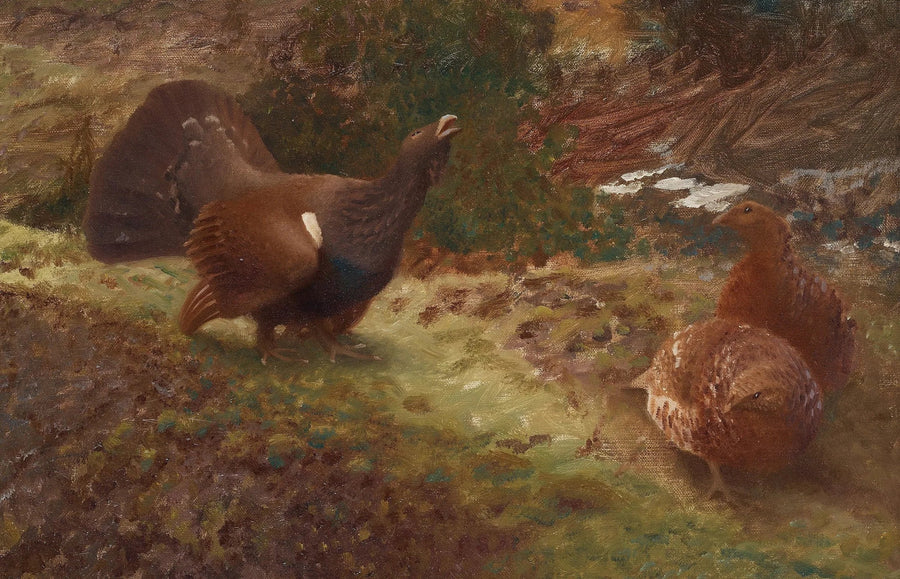 Grand tétras occidental en lekking - Bruno Liljefors