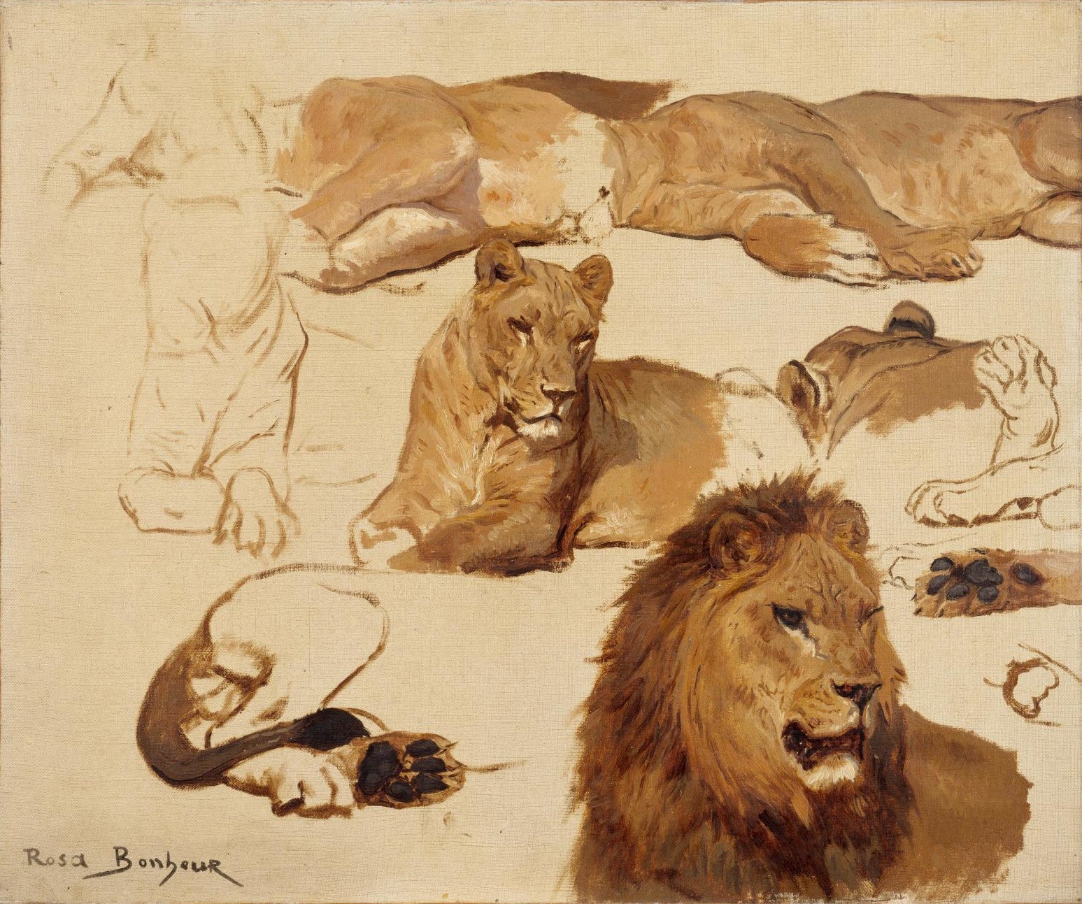 Huit études de lion et lionne et trois études de pattes - Rosa Bonheur - Alpha Reproduction