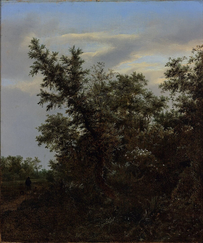 Vue de forêt du musée Boijmans Van Beuningen - Jacob van Ruisdael