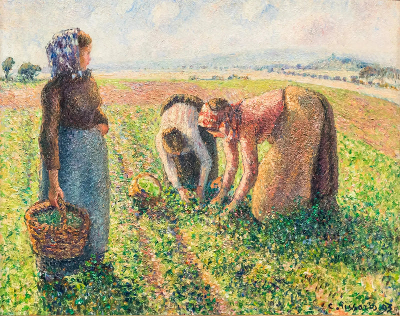 การเก็บถั่ว, Éragny - Camille Pissarro