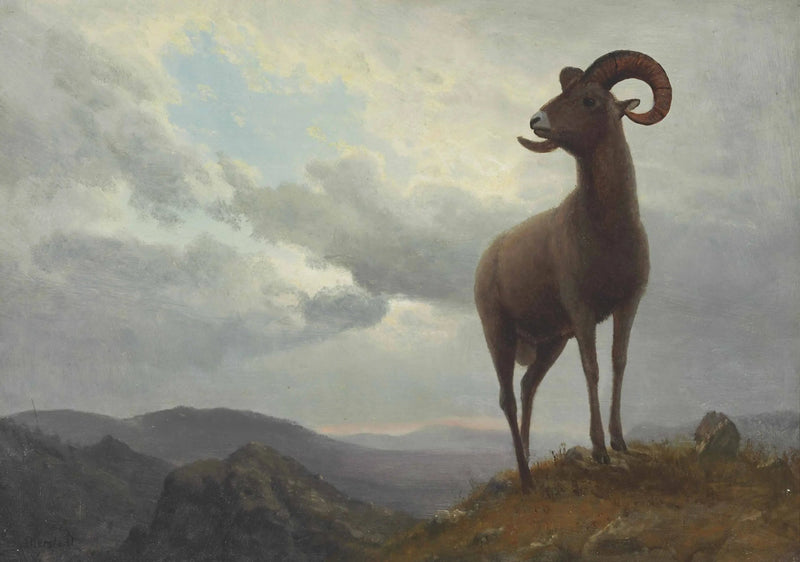 แกะขนยาว - Albert Bierstadt