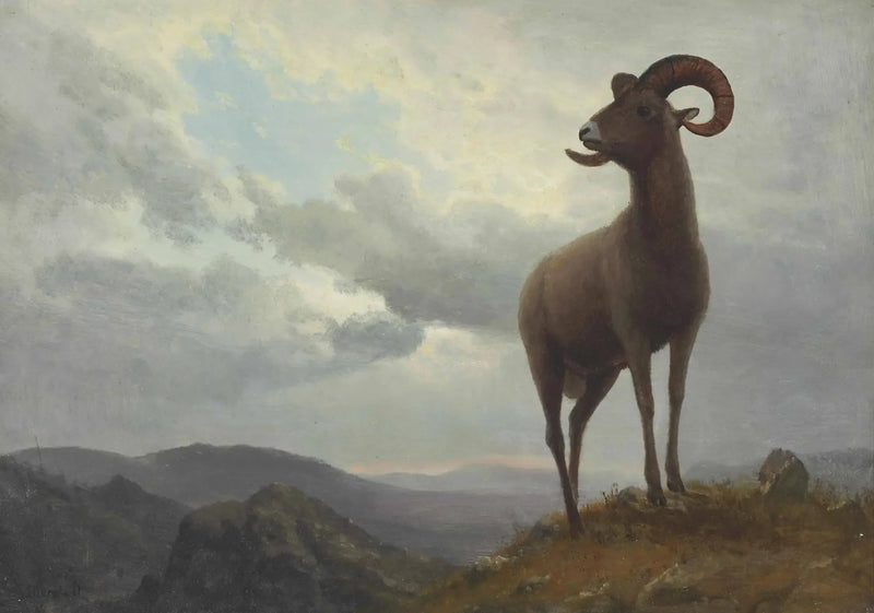 แกะขนยาว - Albert Bierstadt