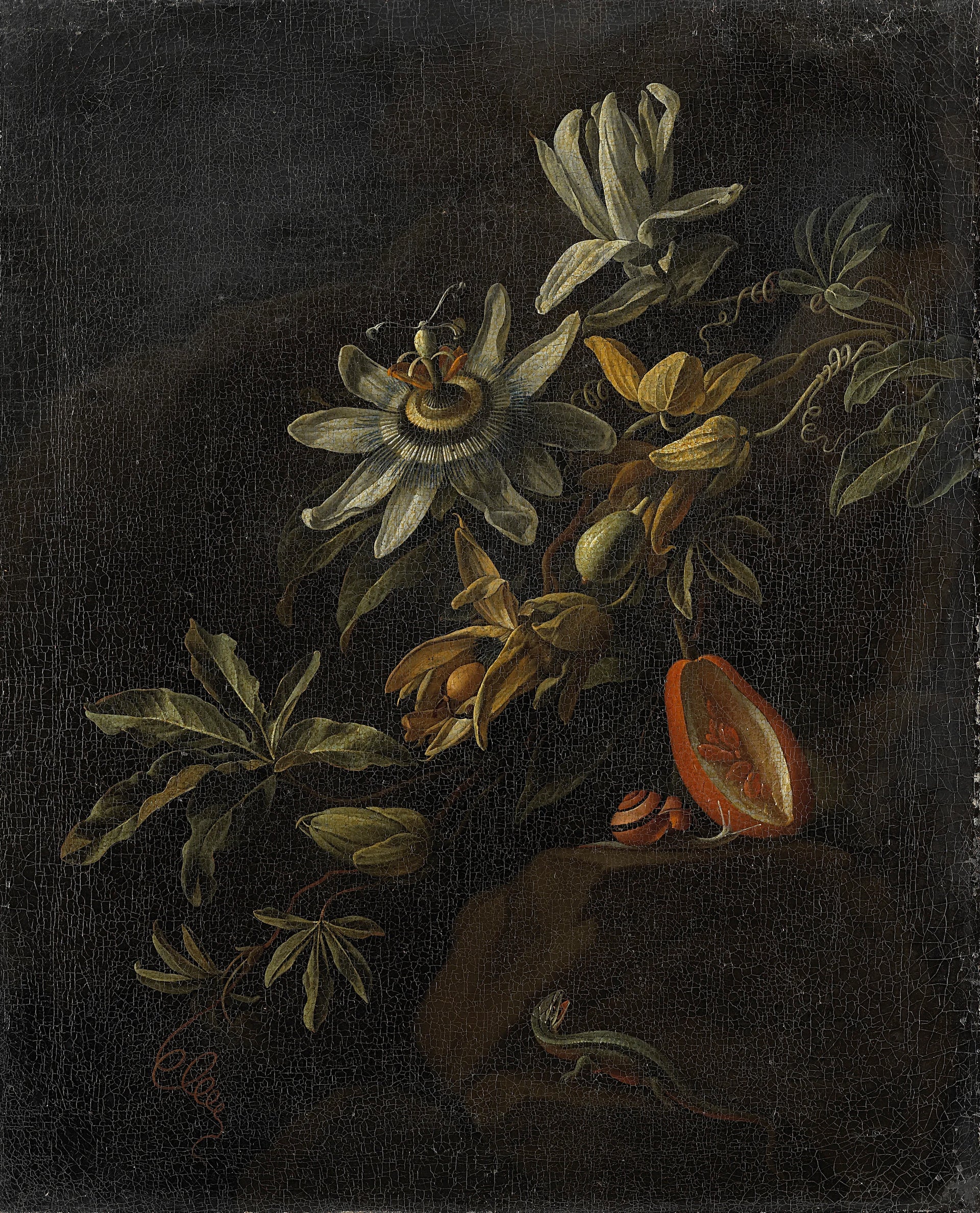Nature morte aux fleurs de la passion. - Elias van den Broeck