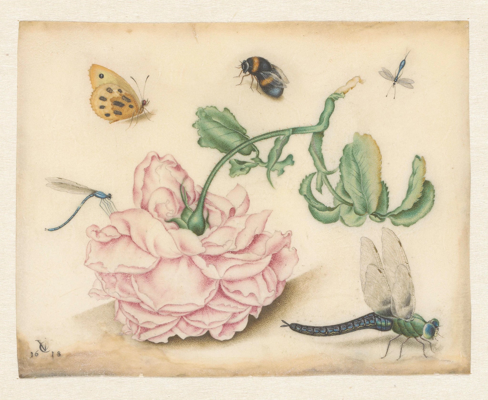 Une rose et cinq insectes - Christoffel van den Berghe
