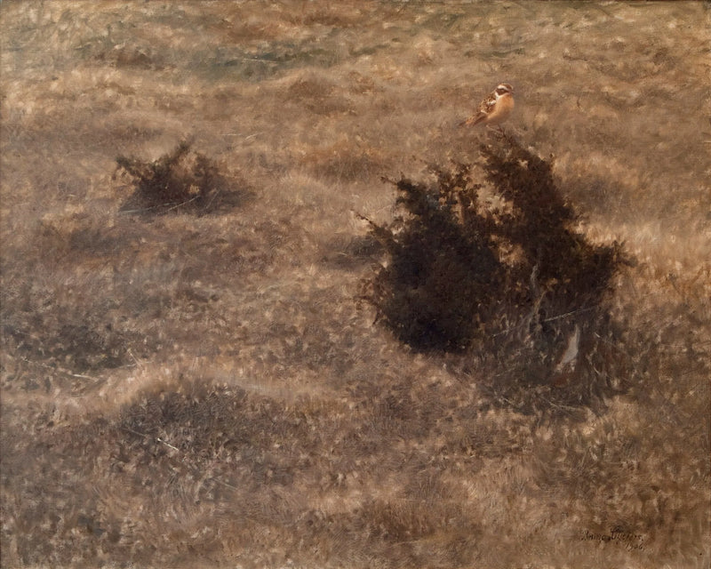 Traquet des prés - Bruno Liljefors