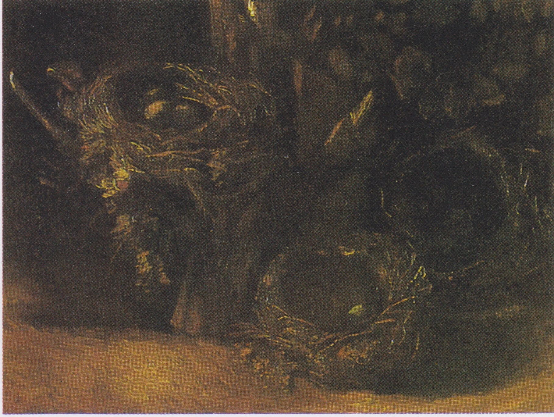 Nature morte aux trois nids d’oiseaux F110 JH941 — Vincent van Gogh