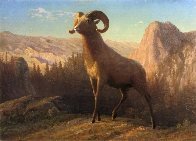 แกะจากเทือกเขาร็อคกี้, Ovis, มอนแทนา - Albert Bierstadt