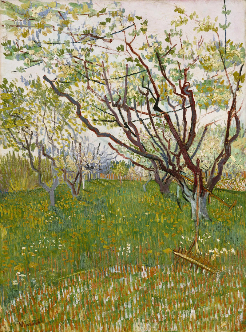 สวนผลไม้ที่บานสะพรั่ง - Vincent van Gogh