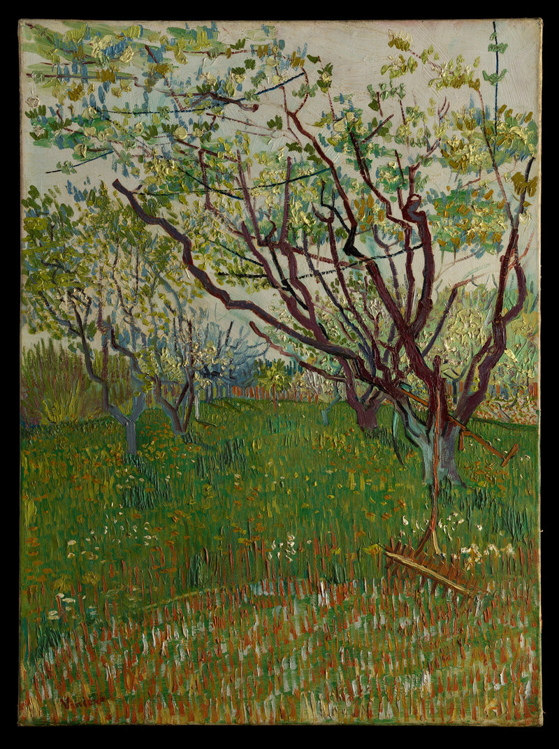 สวนผลไม้ที่บานสะพรั่ง - Vincent van Gogh