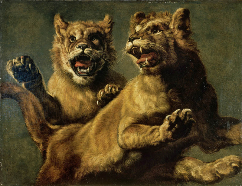Zwei spielende junge Löwen - Frans Snyders